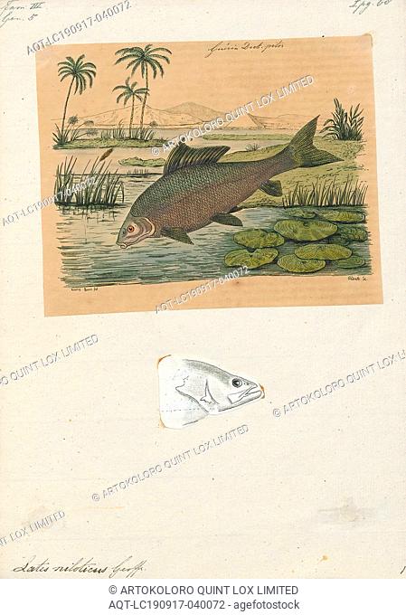 Lates niloticus, Print, The Nile perch (Lates niloticus) is a species of freshwater fish in family Latidae of order Perciformes