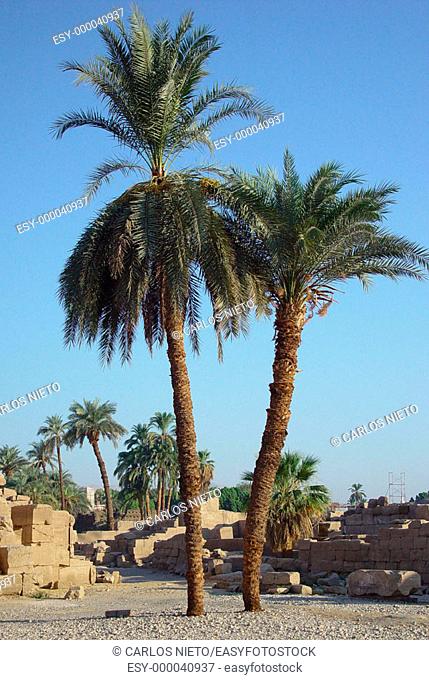 Palm trees. Temple of Karnak ruins. Luxor. Egypt