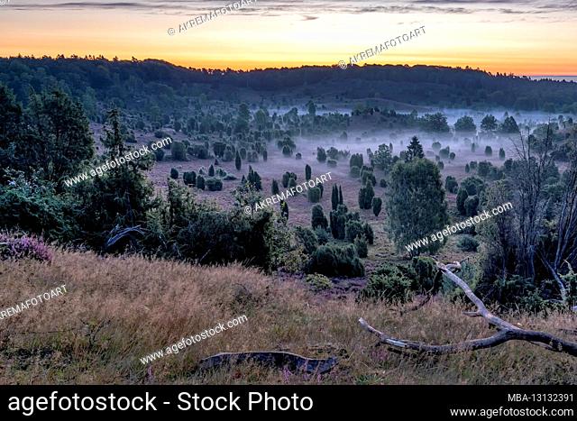 The Totengrund in Lower Saxony during the heather bloom in the heart of the Lüneburg Heath at sunrise and fog