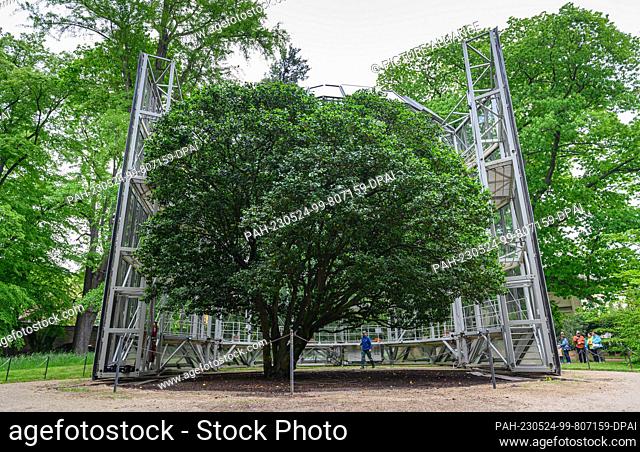 24 May 2023, Saxony, Dresden: Europe's oldest camellia in Pillnitz Palace Park is being freed from its mobile glass winter house