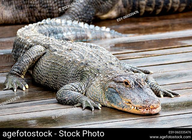 Large menacing danger reptile, big American alligator (Alligator mississippiensis)
