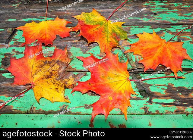 Herbst, blatt, blätter, ahornblatt, ahorn, laub, herbstlaub, bunt, farbe, oktober, gelb, orange, rot, braun, natur, jahreszeit, metall, altmetall, rost, rostig