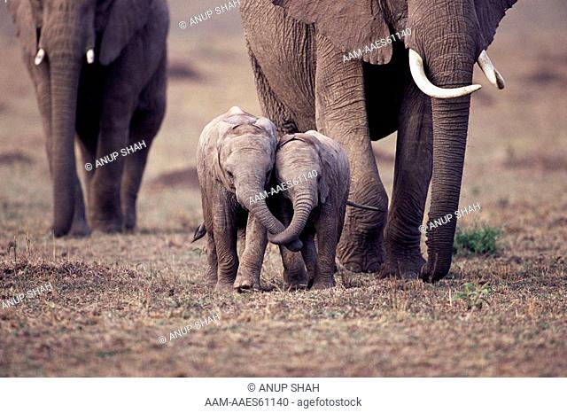 Two baby African elephants walking along together with trunks entwined (Loxodonta africana) Maasai Mara National Reserve, Kenya