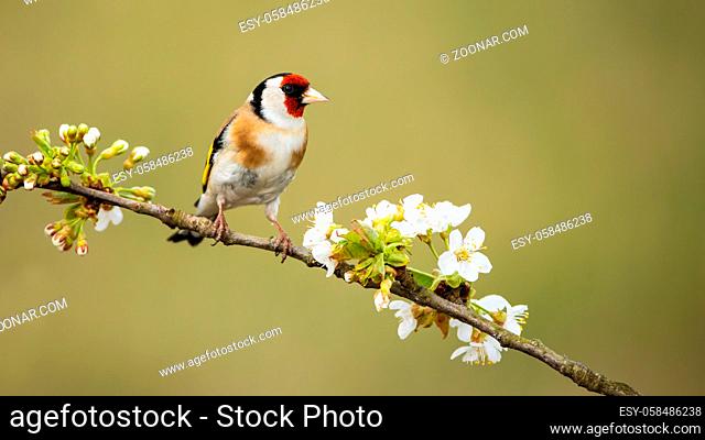 European goldfinch, carduelis carduelis, male perched on twig with flourishing flowers in spring nature. Garden bird resting on blossoming branch with green...