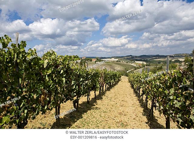 Beautiful vineyard in Italy