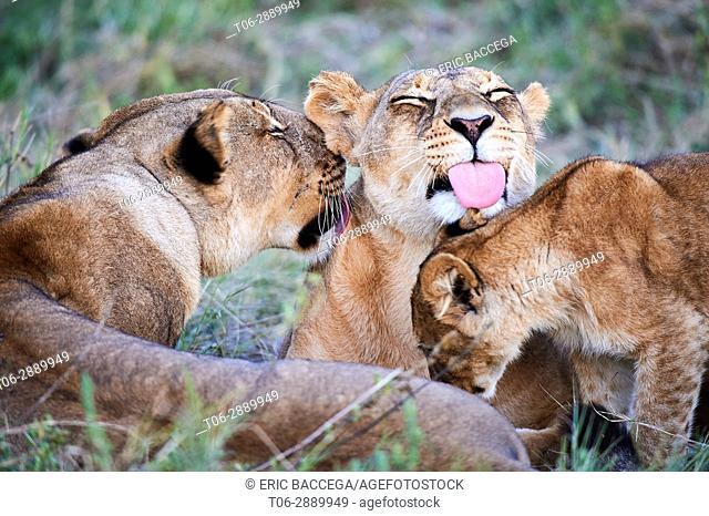 Lioness grooming and playing with cub (Panthera leo) Moremi National Park, Okavango delta, Botswana