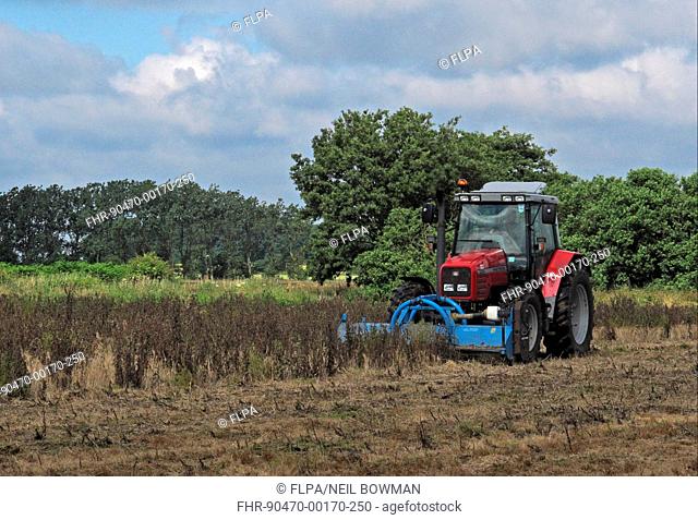 Tractor mowing sprayed thistles after spraying with Roundup herbicide on 'Higher Level Stewardship' land, Norfolk, England, July