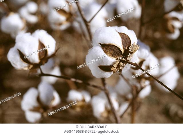 Agriculture - Mature stripper cotton boll ready for harvest, bracts support boll making it 'storm proof' / West Texas, USA