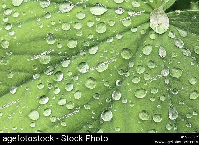Garden lady's mantle (Alchemilla mollis), leaf with water droplets