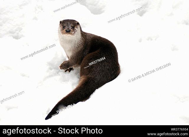 Close-up of River Otter (Lutra lutra) in snow, Bavarian Forest National Park, Bavaria, Germany