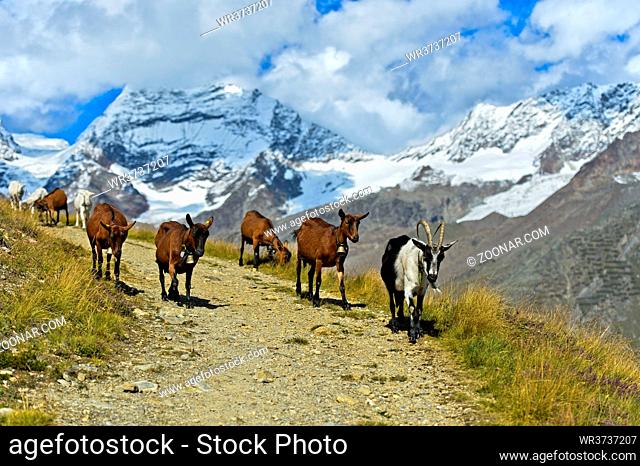 Herde Ziegen auf dem Abstieg von der Bergweide ins Tal, Saas-Fee, Wallis, Schweiz / A herd of goats returning from alpine pastures to lower areas, Saas-Fee
