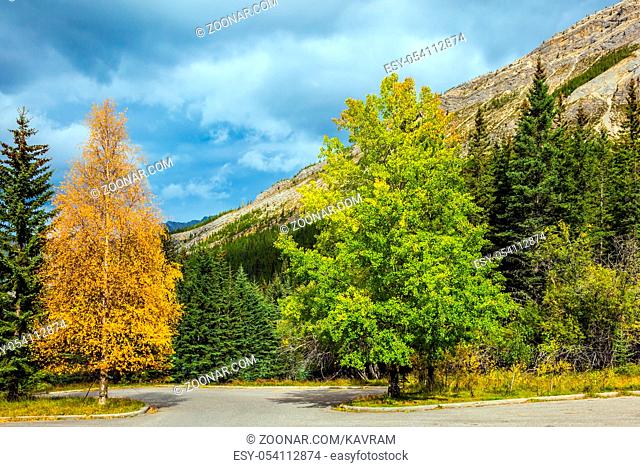 The warm Indian summer in October. The magnificent Rocky Mountains. Yellowed slender aspen beside the road adjacent to the green spruce