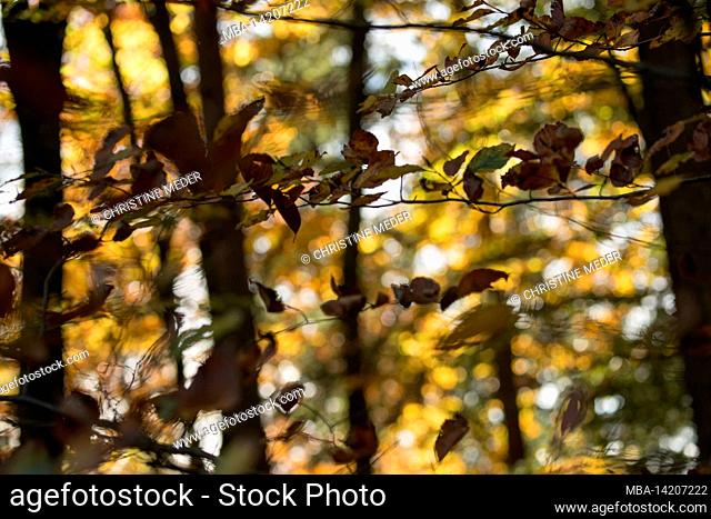 Fall foliage, forest, autumnal
