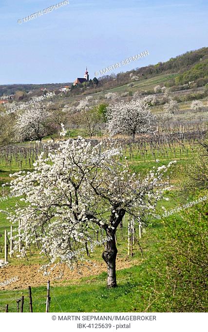 Cherry blossom, cherry trees in bloom, Donnerskirchen, Northern Burgenland, Burgenland, Austria