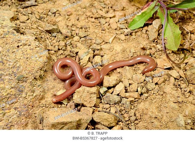 European blind snake, Greek blind snake, worm snake (Typhlops vermicularis), on stony ground, Turkey, Lycia, Dalyan, Mugla