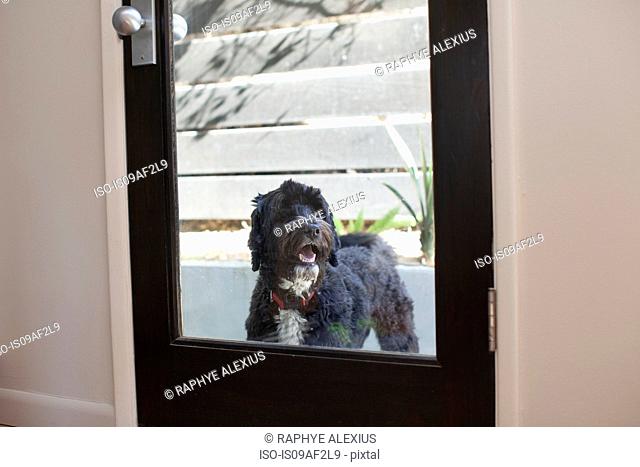 Pet dog looking through back door window