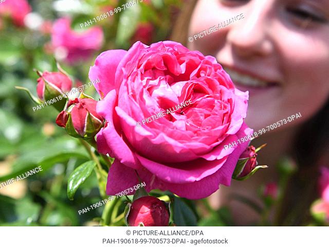 ATTENTION: EMBARGOED FOR PUBLICATION UNTIL 18 JUNE 19:00 GMT! - 18 June 2019, Baden-Wuerttemberg, Baden-Baden: A visitor looks at a noble rose called Anuschka...