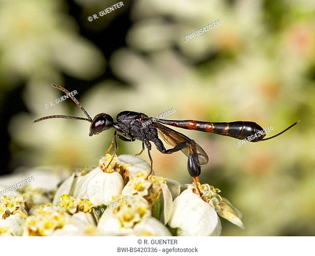 Gasteruptid wasps (Gasteruption undulatum), female foraging on Wild Carrot (Daucus carota), Germany