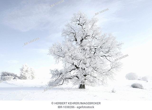 English Oak (Quercus robur), winter landscape, Swabian Alb, Baden-Wuerttemberg, Germany, Europe