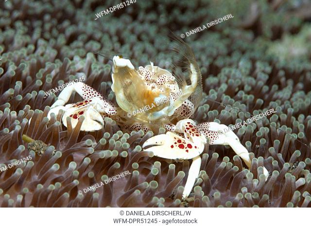 Porcelain Crab filters Plankton, Neopetrolisthes maculatus, Lembeh Strait, Sulawesi, Indonesia
