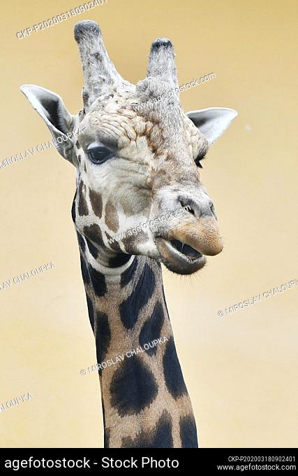 Nubian Giraffe (Rothschild's, Giraffa camelopardalis camelopardalis) enjoy unusual quietness in the Plzen Zoo, Czech Republic, on Wednesday, March 18, 2020