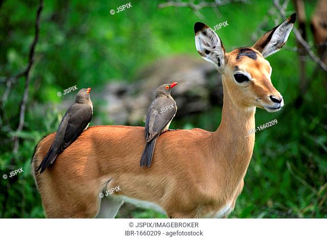 Impala (Aepyceros melampus), young, with Redbilled-Oxpecker (Buphagus erythrorhynchus), on back, symbiosis, Kruger National Park, South Africa, Africa