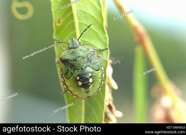 Southern green shield bug or southern green stink bug (Nezara viridula). Nymph