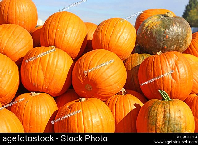 Autumn, the pumpkin season has begun