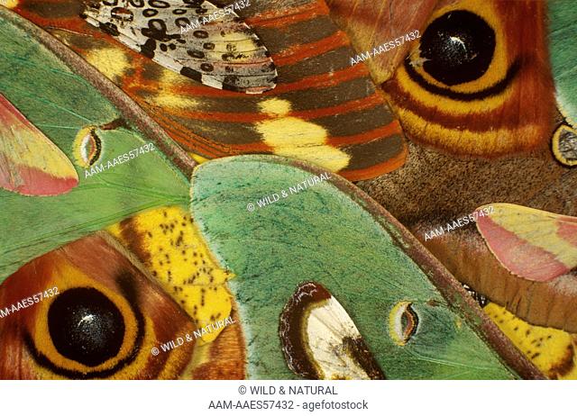 Moth Wings - color, pattern and design Order: Lepidoptera
