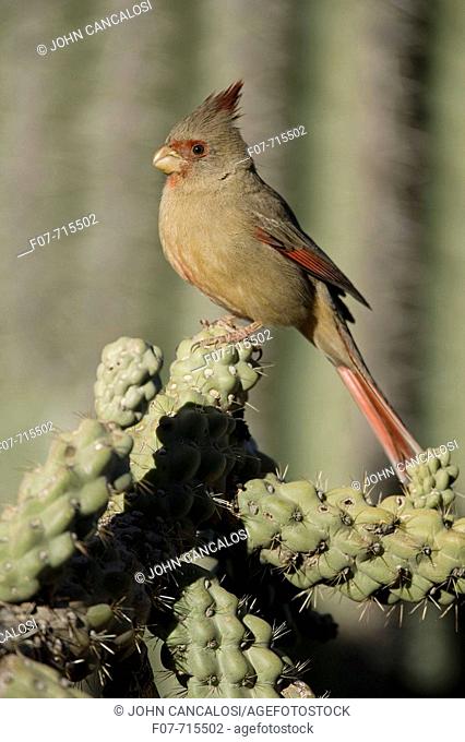 Pyrrhuloxia Portrait (Cardinalis sinuatus) - Arizona - Male - On ocotillo -  Rose-colored breast and crest suggest a Cardinal but the gray back and yellow bill...
