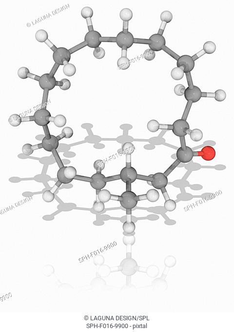 Muscone. Molecular model of the organic compound muscone (C16.H30.O), a macrocyclic ketone that is the primary cause of musk odour