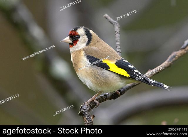 European Goldfinch (Carduelis carduelis), side view of an adult perched on a branch, Campania, Italy