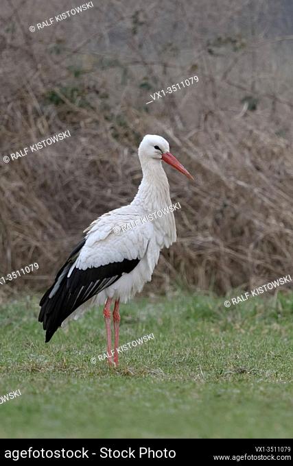 White Stork / Weissstorch ( Ciconia ciconia ) in winter, overwintering in Germany, standing on a green meadow in front of dry bushes, wildlife, Europe