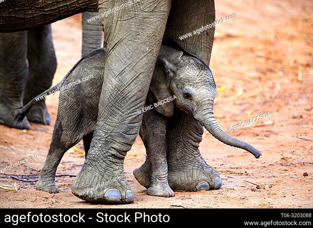 African elephant (Loxodonta africana) very young calf standing between the legs of its mother for protection, South Luangwa National Park, Zambia