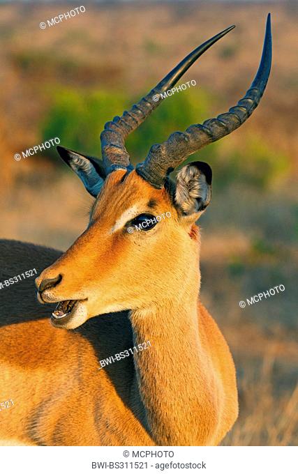 impala (Aepyceros melampus), portrait, South Africa, Krueger National Park