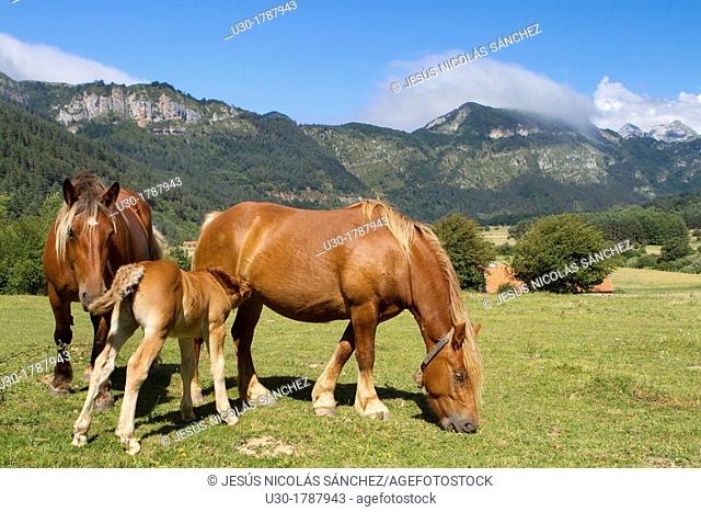 Horses grazing in Rincón de Belagua  Isaba  Ronca Valley  Navarra  Spain  Europe