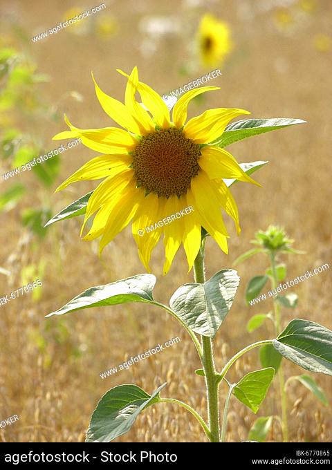 Sunflower (Helianthus annuus), sunflower field in oat field, common oat (Avena sativa)