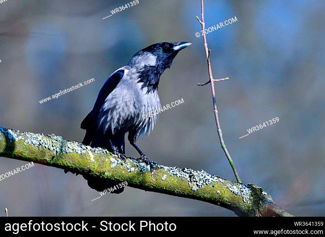 Carrion crow looking for food. Männliche Nebelkrähe im Frühjahr