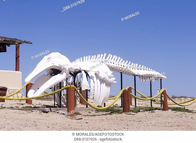 Central America, Mexico, Baja California Sur, Guerrero Negro, Ojo de Liebre Lagoon (formerly known as Scammon's Lagoon), skeleton of a gray Whale (Eschrichtius...