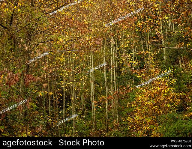 Detail of a chestnut forest on the north face of Montnegre mountain in autumn (Vallès Oriental, Barcelona, Catalonia, Spain)