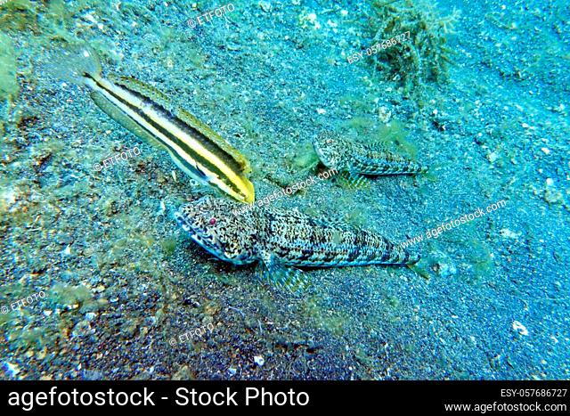 Banded Lizardfish, Clearfin Lizardfish (Synodus dermatogenys) and Striped Poison-fang Blenny, Mimic Blenny (Petroscirtes breviceps), Lembeh Street, Sulawesi