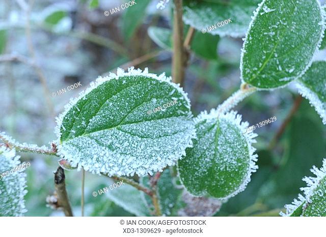 frost on salal Gaultheria shallon leaves, Stanley Park, Vancouver, British Columbia, Canada