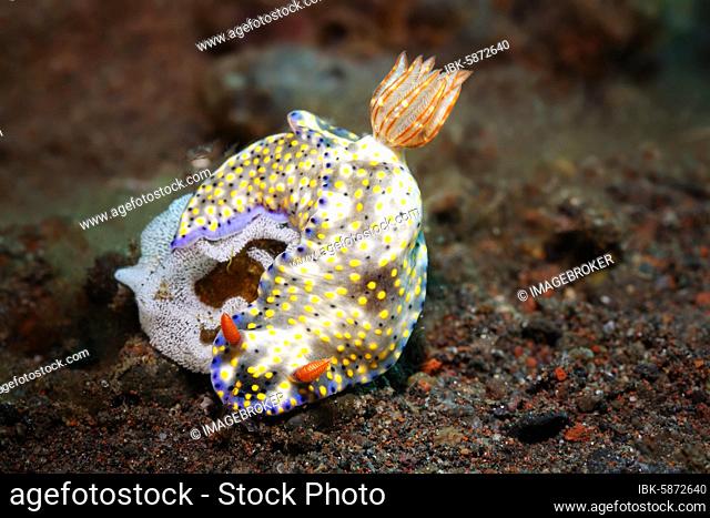 Mottled Dorid ( Hypselodoris infucata) during egg laying, clutches, Bali, Indo-Pacific, Indonesia, Asia