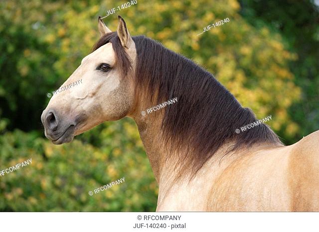 lusitano horse - portrait