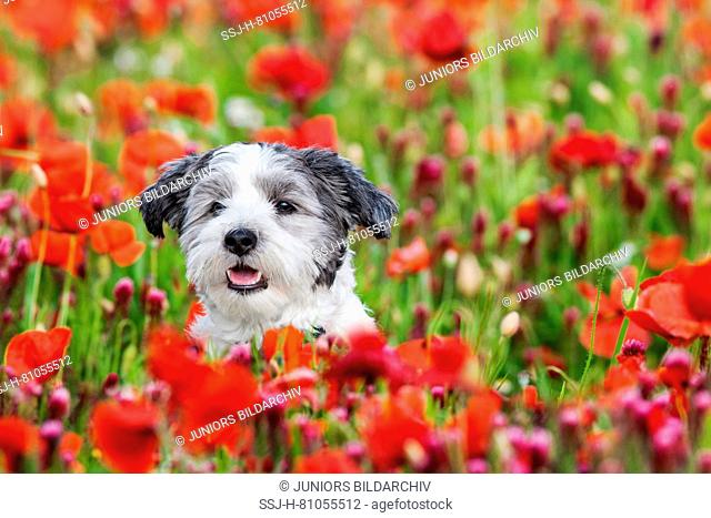 Bolonka. Juvenile sitting in a field of flowering poppies and Crimson Colver. Germany