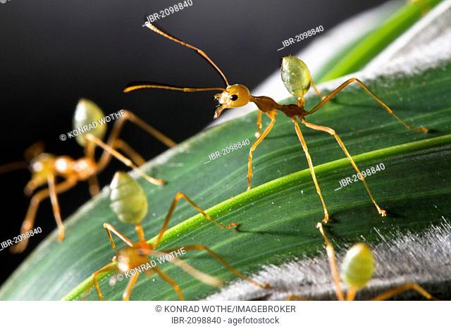 Green Tree Ants (Oecophylla smaragdiana) on their nest, rainforest, Queensland, Australia