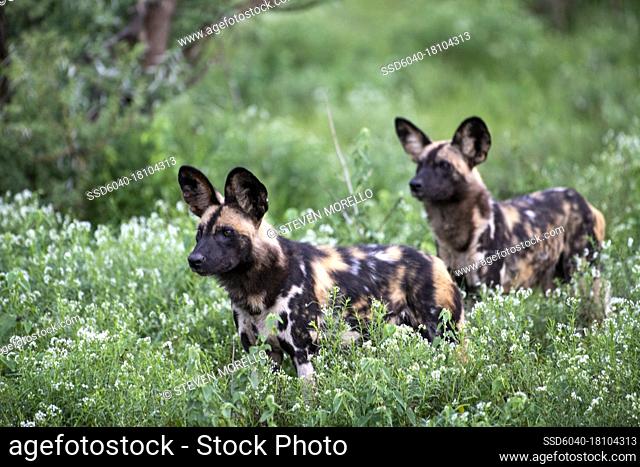 Two African wild dogs (Lycaon pictus) on the hunt