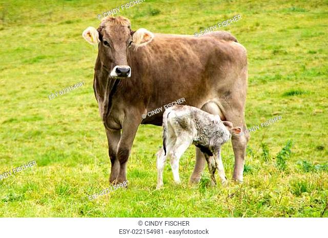 Kuh Rind Kalb klein groß Mutter Kind geboren Neugeborenes Wiese Weide