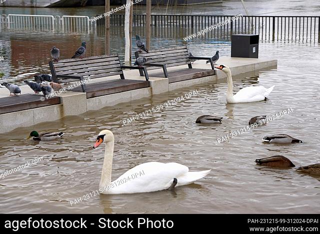 dpatop - 15 December 2023, Rhineland-Palatinate, Vallendar: Water birds have conquered the riverside promenade in Vallendar