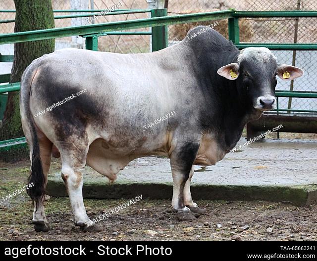 RUSSIA, KHERSON REGION - DECEMBER 11, 2023: A cow of the southern Ukrainian meat breed in the Askania Nova biosphere reserve